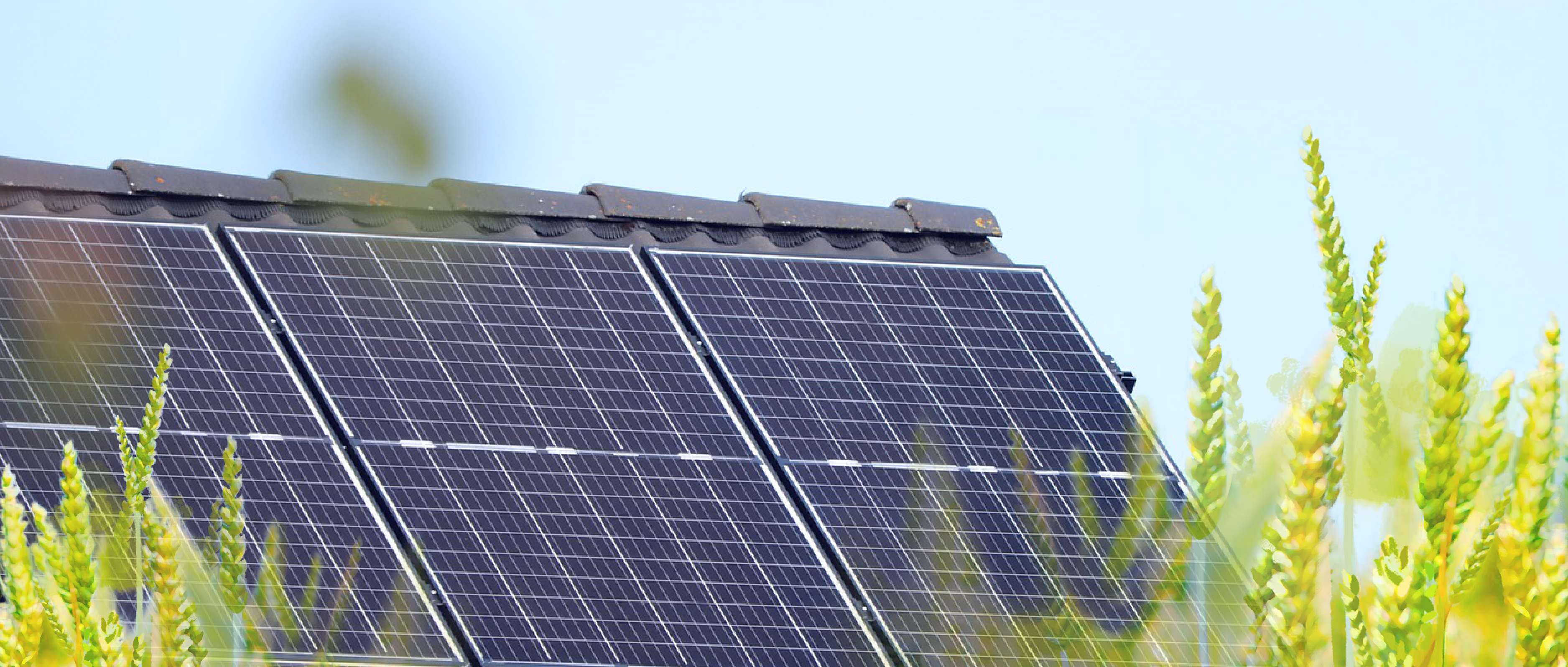 屋 顶 晒 秋 阳 ， 收 获 好&ldquo;丰&rdquo;光